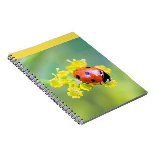 Carnet dame sur le dessus