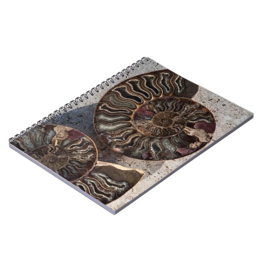Carnet d'ammonite fossile (Côté gauche)