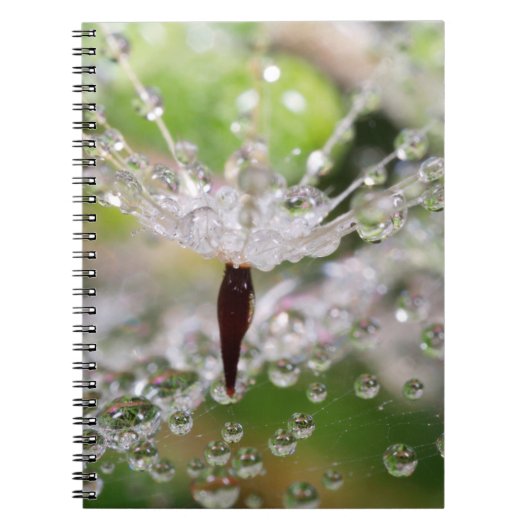 Carnet Dandelion Abstrait (Devant)