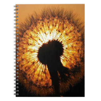 Carnet Dandelion au coucher du soleil