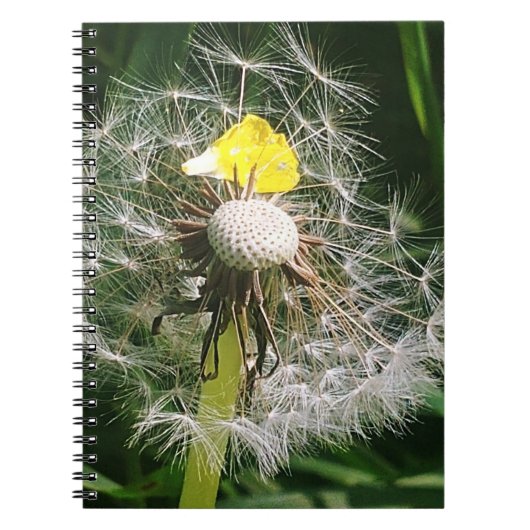 Carnet Dandelion mignon (Devant)
