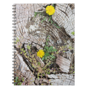 Carnet Dandelions à vie morte