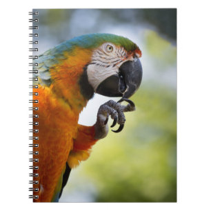 carnet d'ara