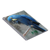 Carnet d'ara de jacinthe (Côté Droit)