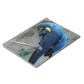 Carnet d'ara de jacinthe (Côté gauche)