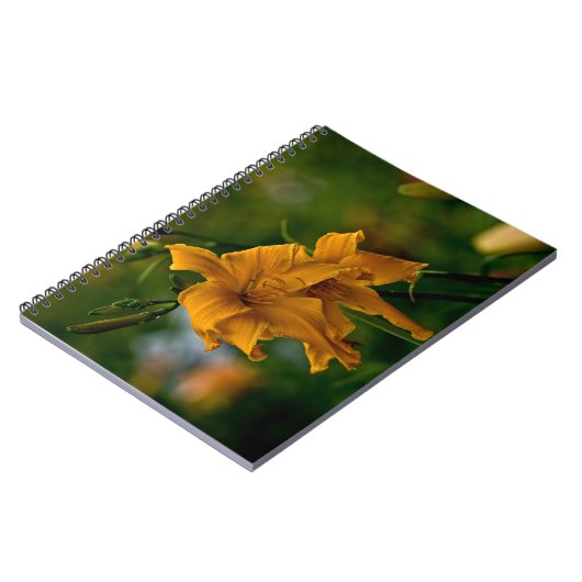 Carnet Daylily "Jersey Spider" (Côté gauche)