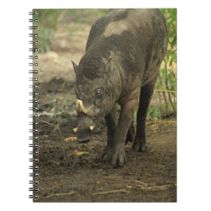 Carnet de Babirusa