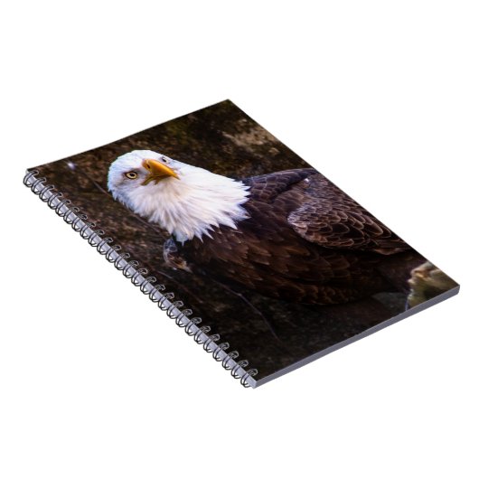 Carnet de Bald Eagle (Côté Droit)