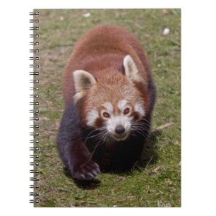 Carnet de Bandit