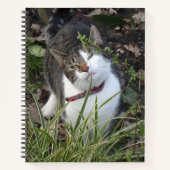 Carnet de chat blanc gris mou (Devant)