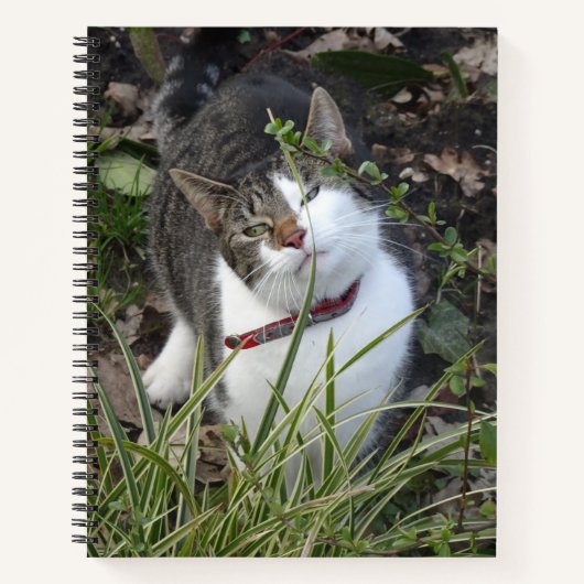 Carnet de chat blanc gris mou (Devant)