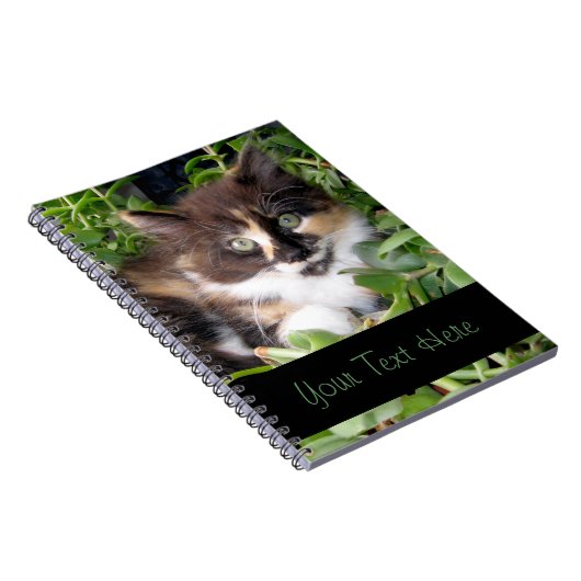 Carnet de chaton de calicot (Côté Droit)