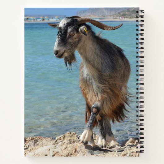 Carnet de chèvre de plage (Dos)