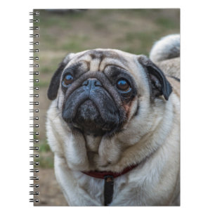 Carnet de chien de carlin