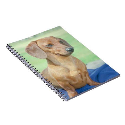 Carnet de chien de teckel (Côté Droit)