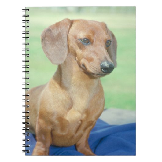 Carnet de chien de teckel (Devant)