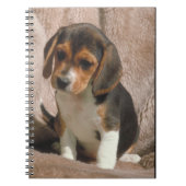 Carnet de chiot de beagle (Devant)