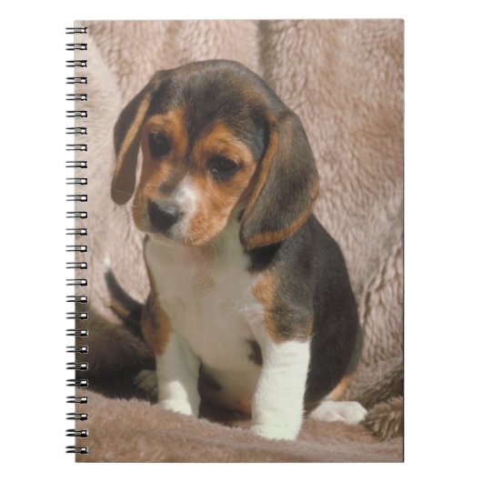 Carnet de chiot de beagle (Devant)
