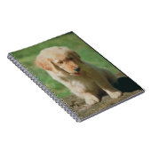 Carnet de chiot de golden retriever (Côté Droit)