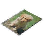 Carnet de chiot de golden retriever (Côté gauche)