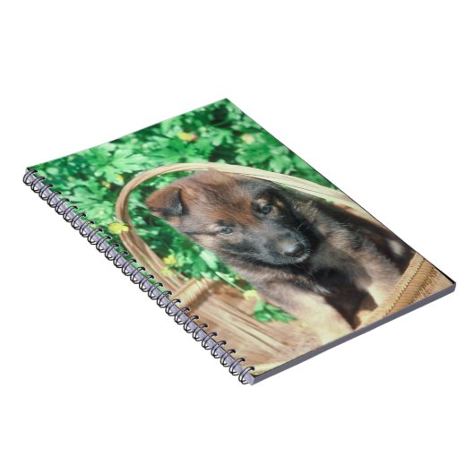 Carnet de chiot de Malinois de Belge (Côté Droit)