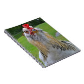 Carnet de coq (Côté Droit)