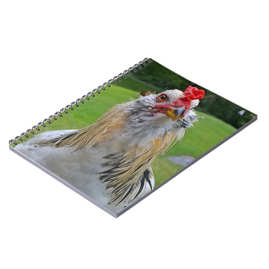 Carnet de coq (Côté gauche)