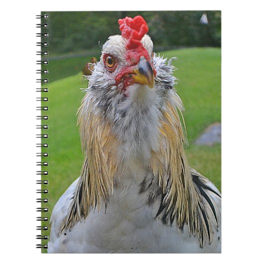 Carnet de coq (Devant)
