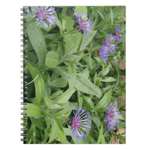 Carnet de Cornflowers