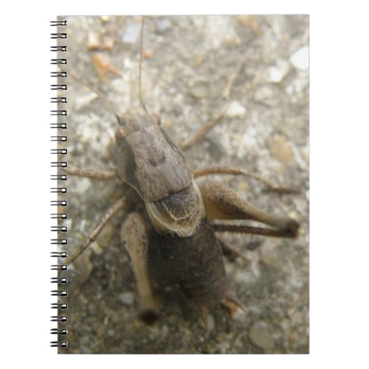 Carnet de cricket Brown Field (Devant)