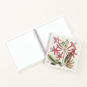 Carnet de croquis d'art botanique de chèvrefeuille