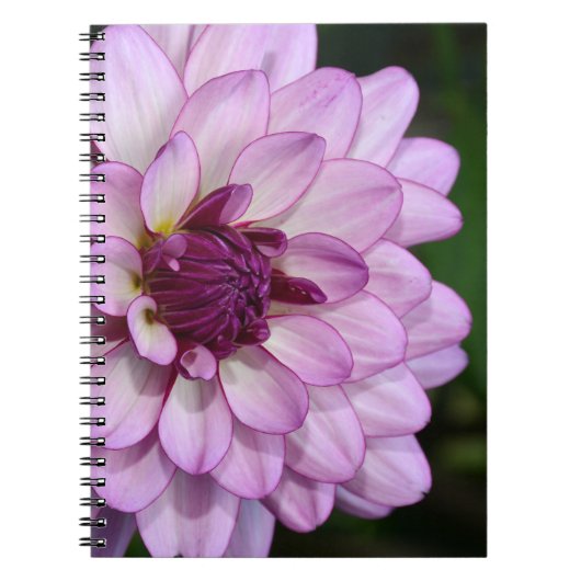 Carnet de fleurs de dahlia violet (Devant)