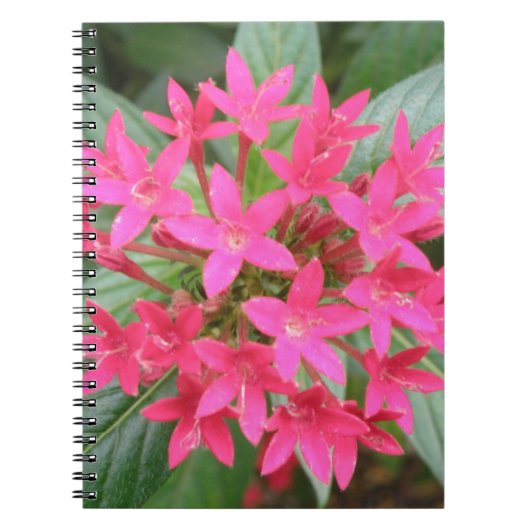 Carnet de fleurs tropicales rose vif (Devant)