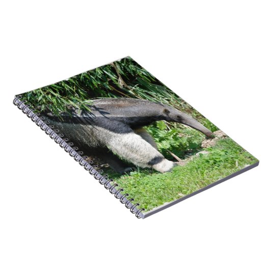 Carnet de fourmilier géant (Côté Droit)