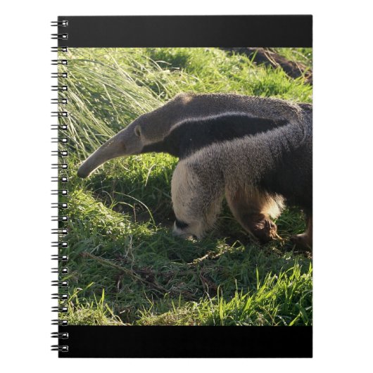Carnet de fourmilier géant (Devant)