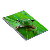 Carnet de grenouille à arbre vert (Côté Droit)