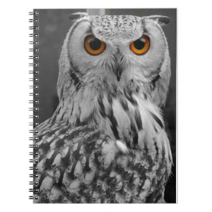Carnet de hibou