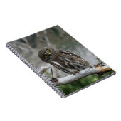 Carnet de la Chouette pygmée du Nord (Côté Droit)