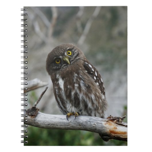 Carnet de la Chouette pygmée du Nord (Devant)
