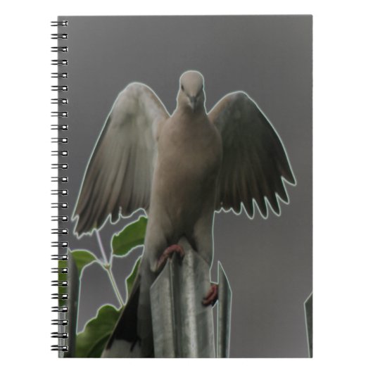 Carnet de la colombe Angel Fallen (Devant)