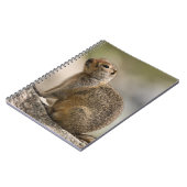 Carnet de la marmotte hirsute (Côté gauche)
