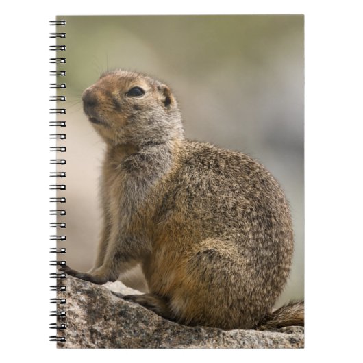 Carnet de la marmotte hirsute (Devant)