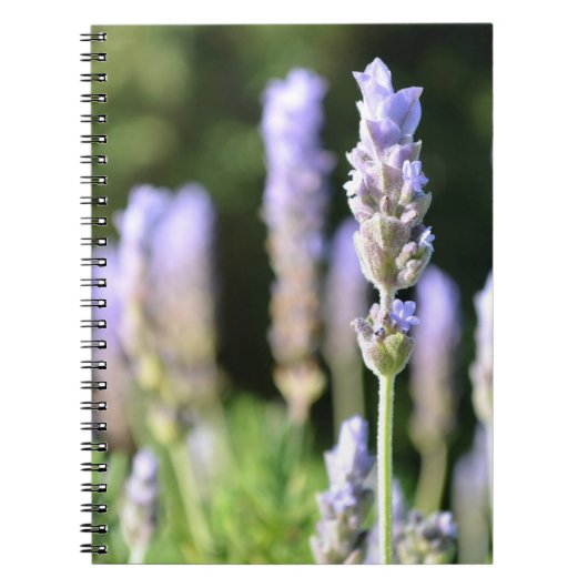Carnet de lavande (Devant)