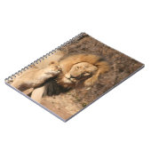 Carnet de lion et de CUB de lion (Côté gauche)