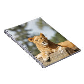 Carnet de lion féminin (Côté Droit)