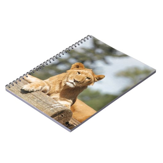 Carnet de lion féminin (Côté gauche)