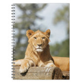 Carnet de lion féminin (Devant)