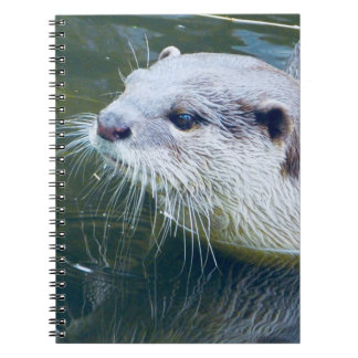 Carnet de loutre