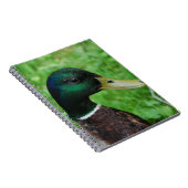 Carnet de Mallard (Côté Droit)