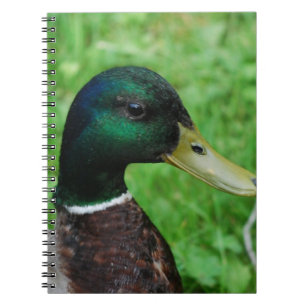 Carnet de Mallard